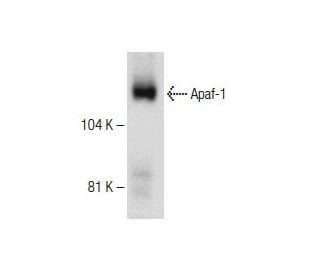 western blotting image from recommended Apaf-1 (5E11) monoclonal antibody replacement. Image 150332