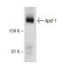 western blotting image from recommended Apaf-1 (5E11) monoclonal antibody replacement. Image 150332