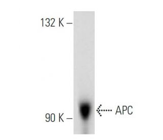 APC Antibody (ALi 12-28) - Western Blotting - Image 12871 