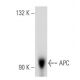 APC Antibody (ALi 12-28) - Western Blotting - Image 12871 
