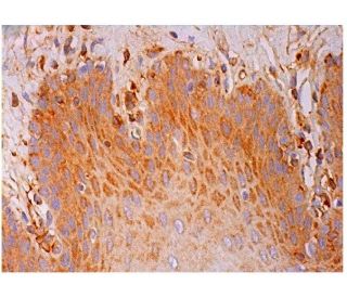 APC Antibody (c-APC 28.9) - Immunohistochemistry - Image 293641 