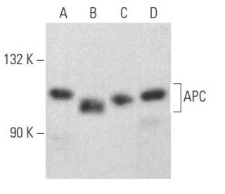 APC Antibody (F-3) - Western Blotting - Image 353974 