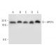 APC15 Antibody (H-9) - Western Blotting - Image 304992 