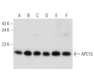 APC15 Antibody (H-9) - Western Blotting - Image 319891 