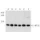 APC15 Antibody (H-9) - Western Blotting - Image 319891 