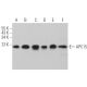 APC15 Antibody (H-9) - Western Blotting - Image 367708