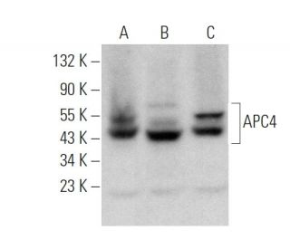 APC4 Antibody (G-1) - Western Blotting - Image 372403 