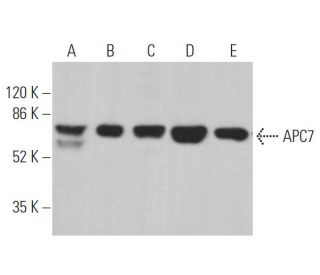 western blotting image from recommended APC7 (A-6) monoclonal antibody replacement. Image 361982