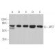western blotting image from recommended APC7 (A-6) monoclonal antibody replacement. Image 361982