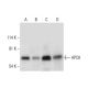 western blotting image from recommended APC8 (D-7) monoclonal antibody replacement. Image 311733