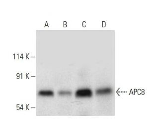 APC8 Antibody (D-7) - Western Blotting - Image 311733