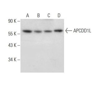 APCDD1L Antibody (F-5) - Western Blotting - Image 309654 