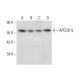 APCDD1L Antibody (F-5) - Western Blotting - Image 309654 