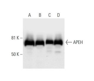 APEH Antibody (B-2) - Western Blotting - Image 295876 