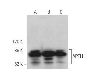 APEH Antibody (G-3) - Western Blotting - Image 376552 