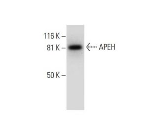 APEH Antibody (G-6) - Western Blotting - Image 299455 
