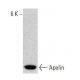 Apelin Antibody (2A1-2D5) - Western Blotting - Image 384011