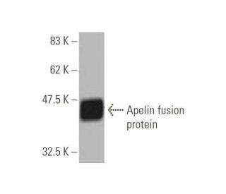 western blotting image from recommended Apelin (2A1-2D5) monoclonal antibody replacement. Image 348980