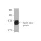 western blotting image from recommended Apelin (2A1-2D5) monoclonal antibody replacement. Image 348980