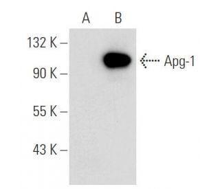 Apg-1 Antibody (B-7) - Western Blotting - Image 51865 