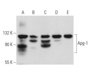 western blotting image from recommended Apg-1 (D-12) monoclonal antibody replacement. Image 357955