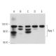 western blotting image from recommended Apg-1 (D-12) monoclonal antibody replacement. Image 357955