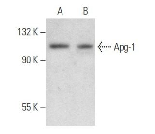 Apg-1 Antibody (C-6) - Western Blotting - Image 357754