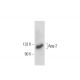 Apg-2 Antibody (F-10) - Western Blotting - Image 138346