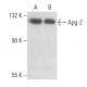 Apg-2 Antibody (F-10) - Western Blotting - Image 356795 