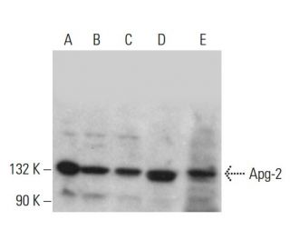 Apg-2 Antibody (F-10) - Western Blotting - Image 381148 