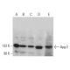 Apg-2 Antibody (F-10) - Western Blotting - Image 381148 