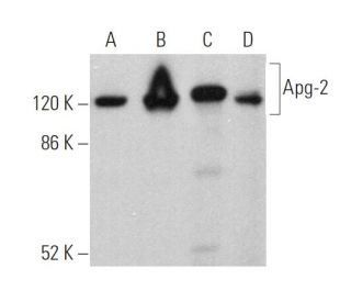 western blotting image from recommended Apg-2 (A-7) monoclonal antibody replacement. Image 360343