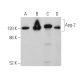 western blotting image from recommended Apg-2 (A-7) monoclonal antibody replacement. Image 360343