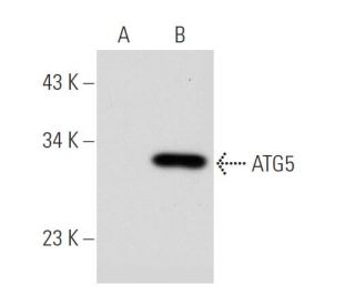 APG5/ATG5 Antibody (C-1) - Western Blotting - Image 44854