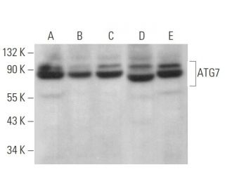 western blotting image from recommended ATG7 (B-9) monoclonal antibody replacement. Image 378528