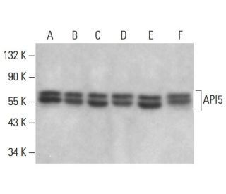 API5 Antibody (D-1) - Western Blotting - Image 380023 