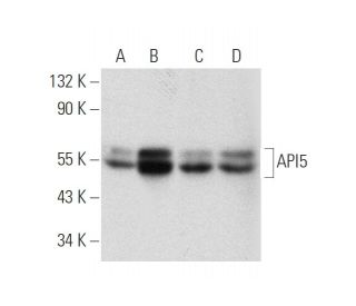 API5 Antibody (E-12) - Western Blotting - Image 319879 