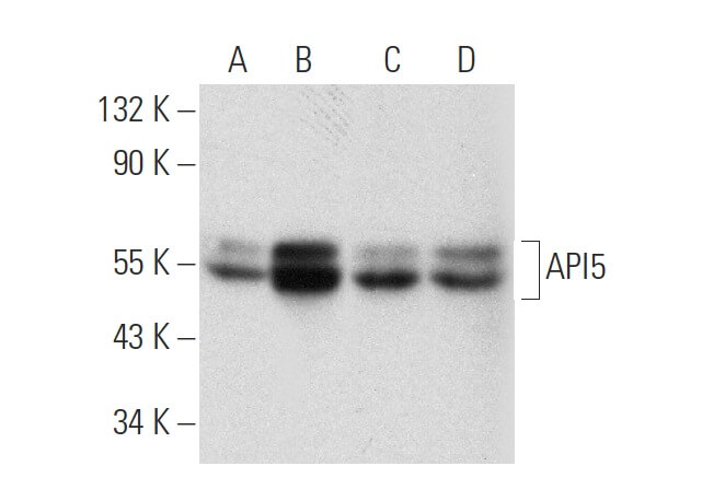 hichitto様 api5-antibody-e-12-western-
