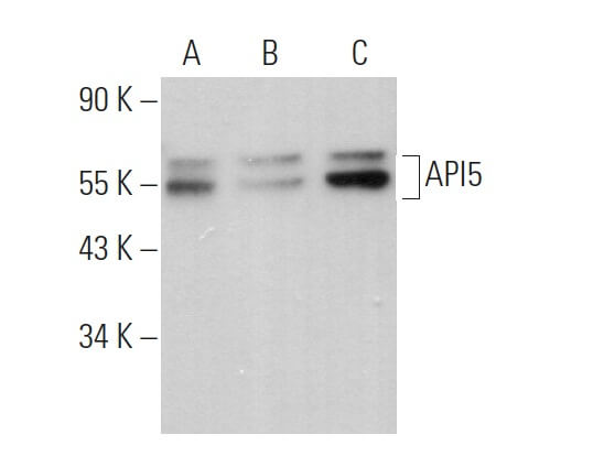 API5抗体(E-12) | SCBT - Santa Cruz Biotechnology