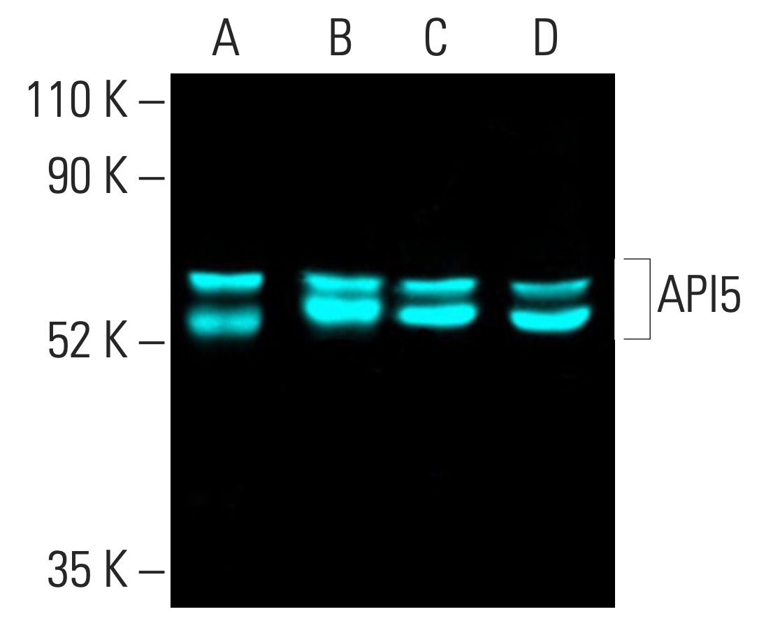 API5 Antibody (E-12) | SCBT - Santa Cruz Biotechnology