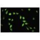 API5 Antibody (Z-18) - Immunofluorescence - Image 35848 