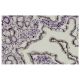 API5 Antibody (Z-18) - Immunohistochemistry - Image 36338 