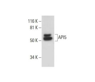 API5 Antibody (E-12) - Western Blotting - Image 294660