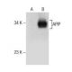 APIP Antibody (C-9) - Western Blotting - Image 157711