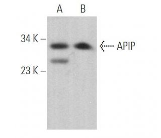 APIP Antibody (C-9) - Western Blotting - Image 373998 