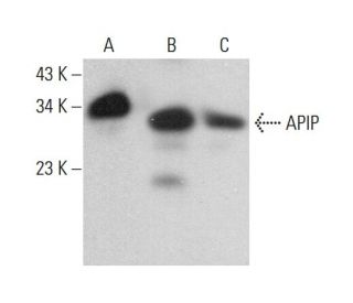 APIP Antibody (D-8) - Western Blotting - Image 381327 