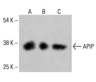 APIP Antibody (D-8) - Western Blotting - Image 415138 