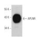 APLNR Antibody (3C3-7) - Western Blotting - Image 374608
