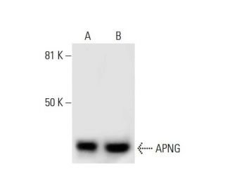 APNG Antibody (D-2) - Western Blotting - Image 289548 
