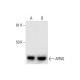 APNG Antibody (D-2) - Western Blotting - Image 289548 